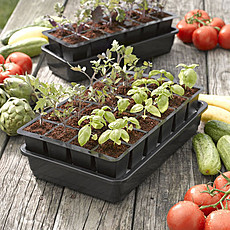 158263775 w230 h230 rassada ovoschnyh kultur